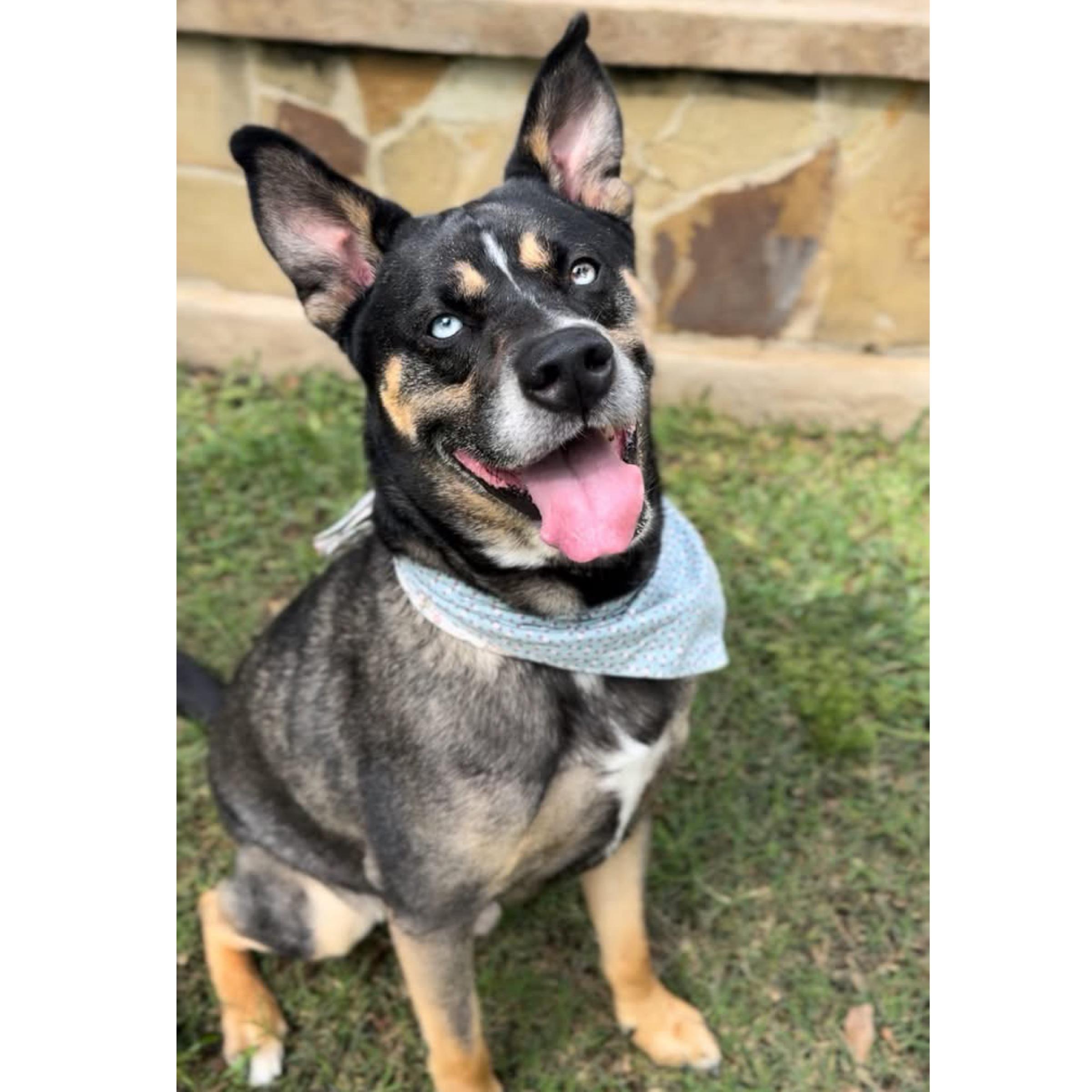 Ziggy, an adopted mixed breed in Kingwood, TX image 3/6