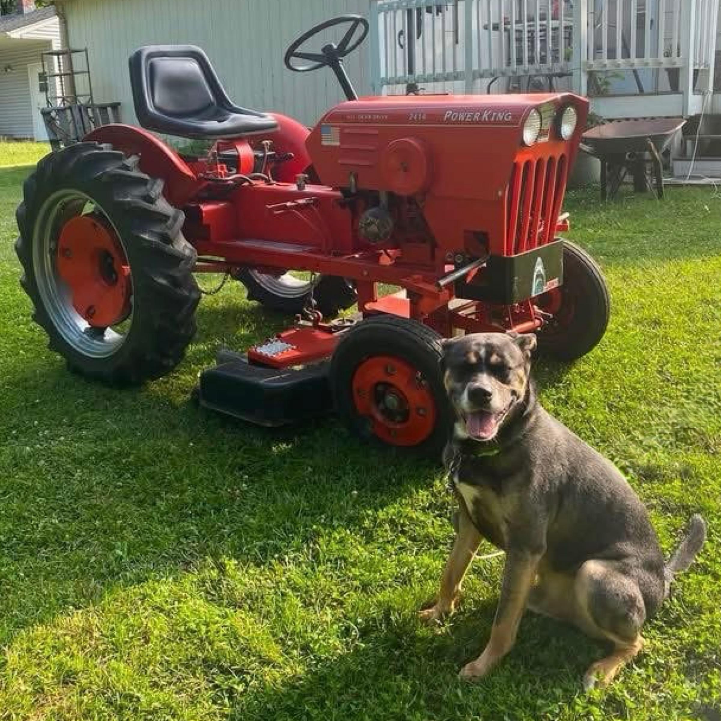 Ziggy, an adopted mixed breed in Kingwood, TX image 6/6