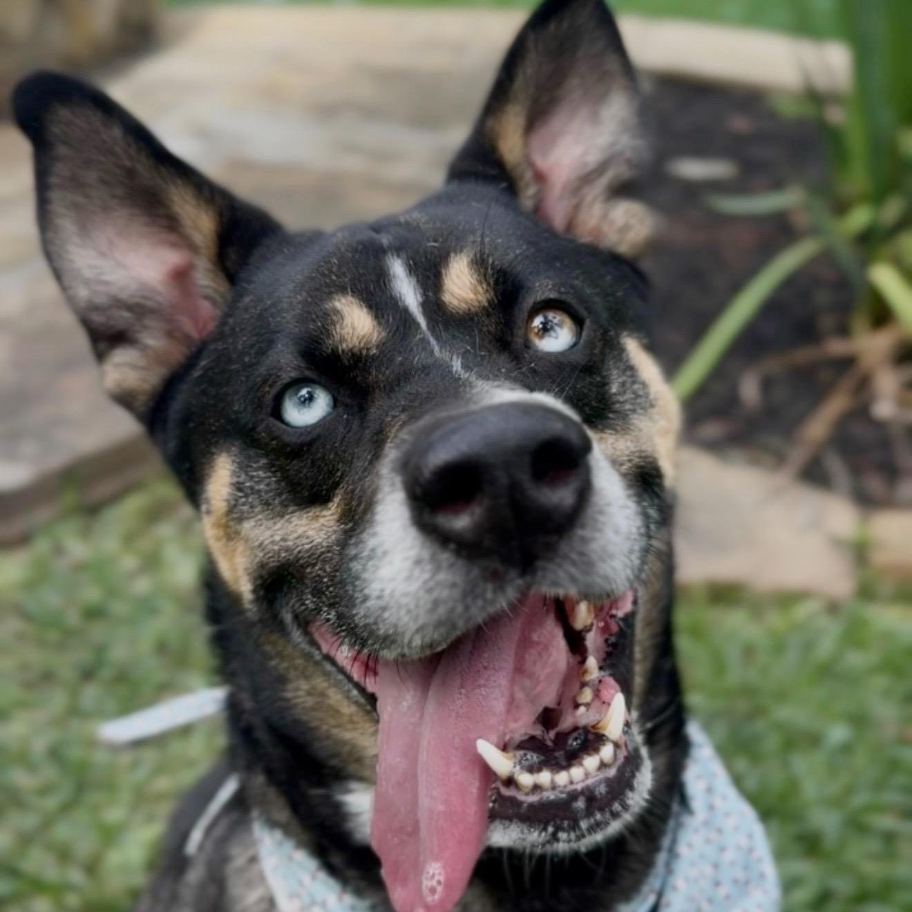Ziggy, an adopted mixed breed in Kingwood, TX image 2/6