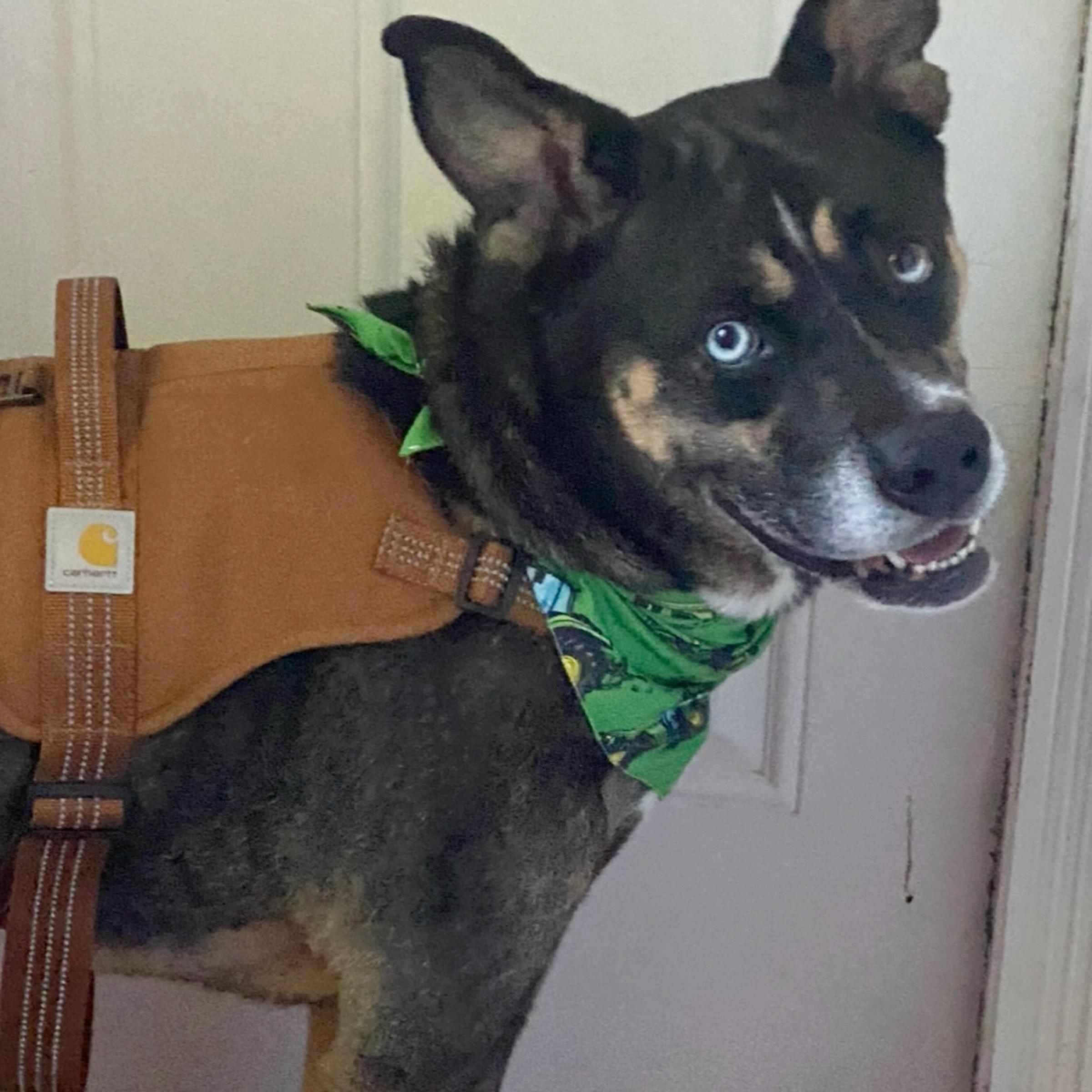 Ziggy, an adopted mixed breed in Kingwood, TX image 6/6