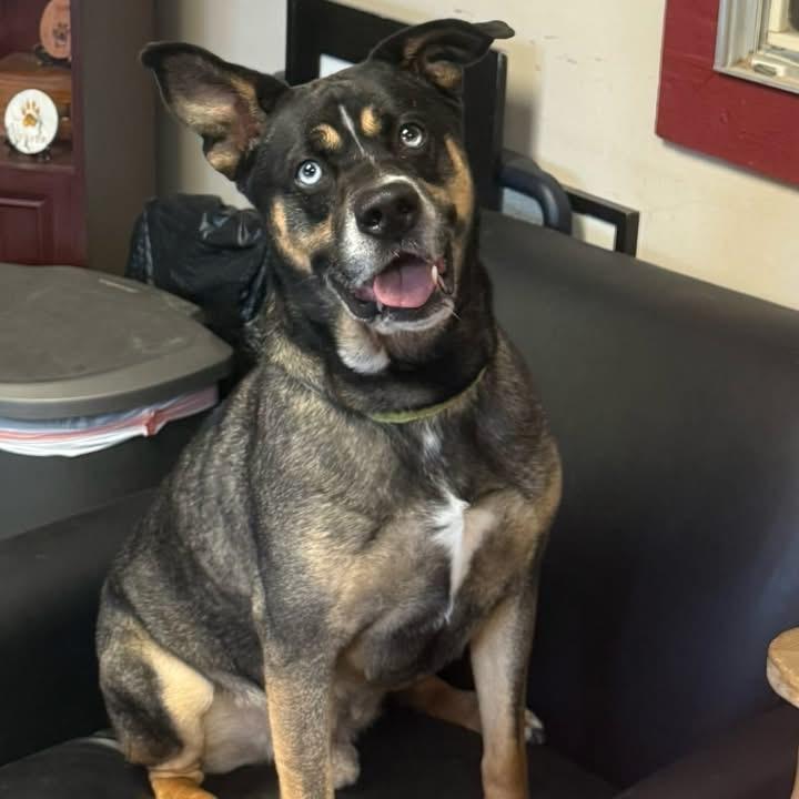 Ziggy, an adopted mixed breed in Kingwood, TX image 4/6