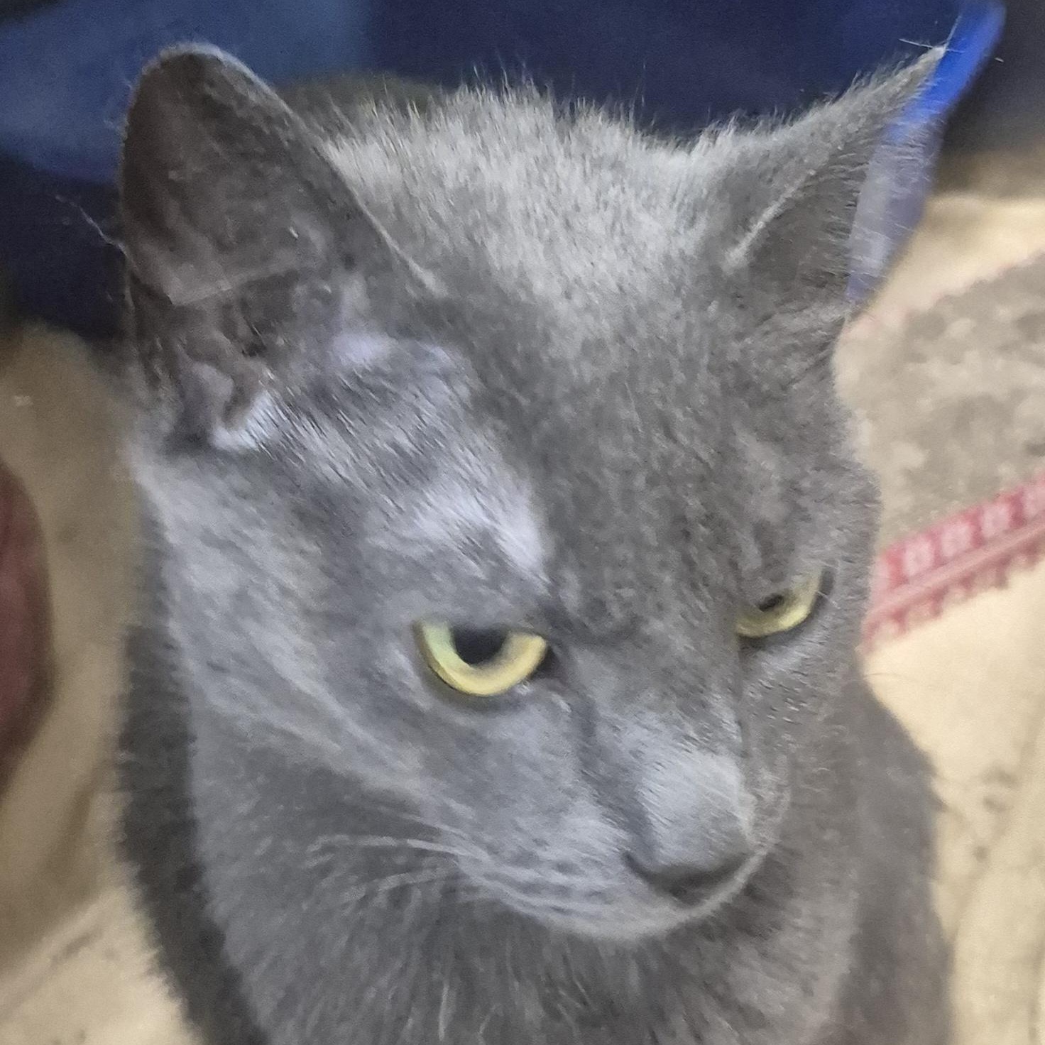 Enlarge Bitty -- MEET ME AT CRABAPPLE KNOLL VET CLINIC, a ADOPTABLE Domestic Short Hair in Alpharetta, GA image 6/6