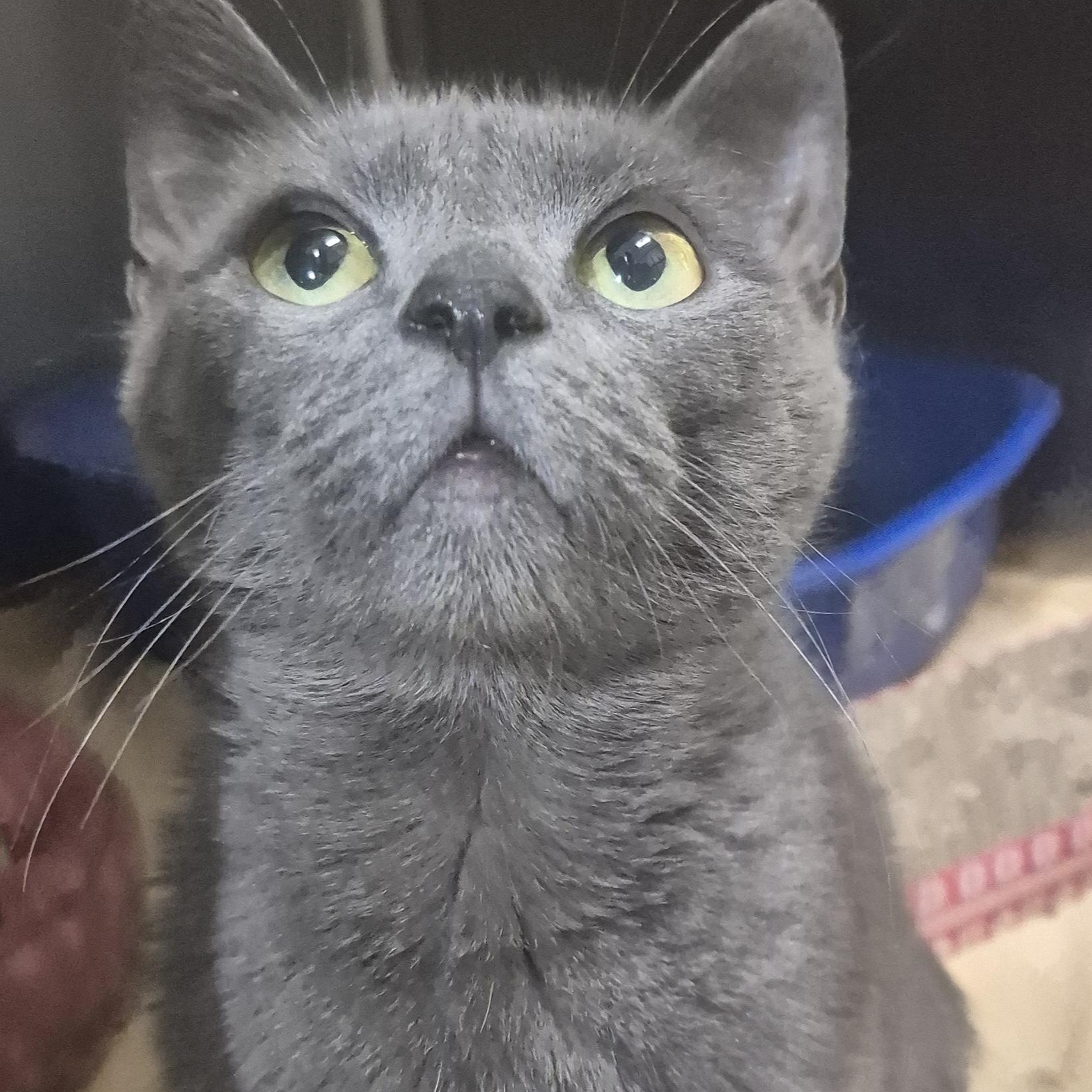 Enlarge Bitty -- MEET ME AT CRABAPPLE KNOLL VET CLINIC, a ADOPTABLE Domestic Short Hair in Alpharetta, GA image 3/6
