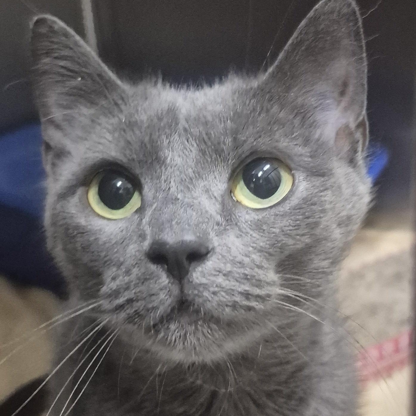 Enlarge Bitty -- MEET ME AT CRABAPPLE KNOLL VET CLINIC, a ADOPTABLE Domestic Short Hair in Alpharetta, GA image 1/6
