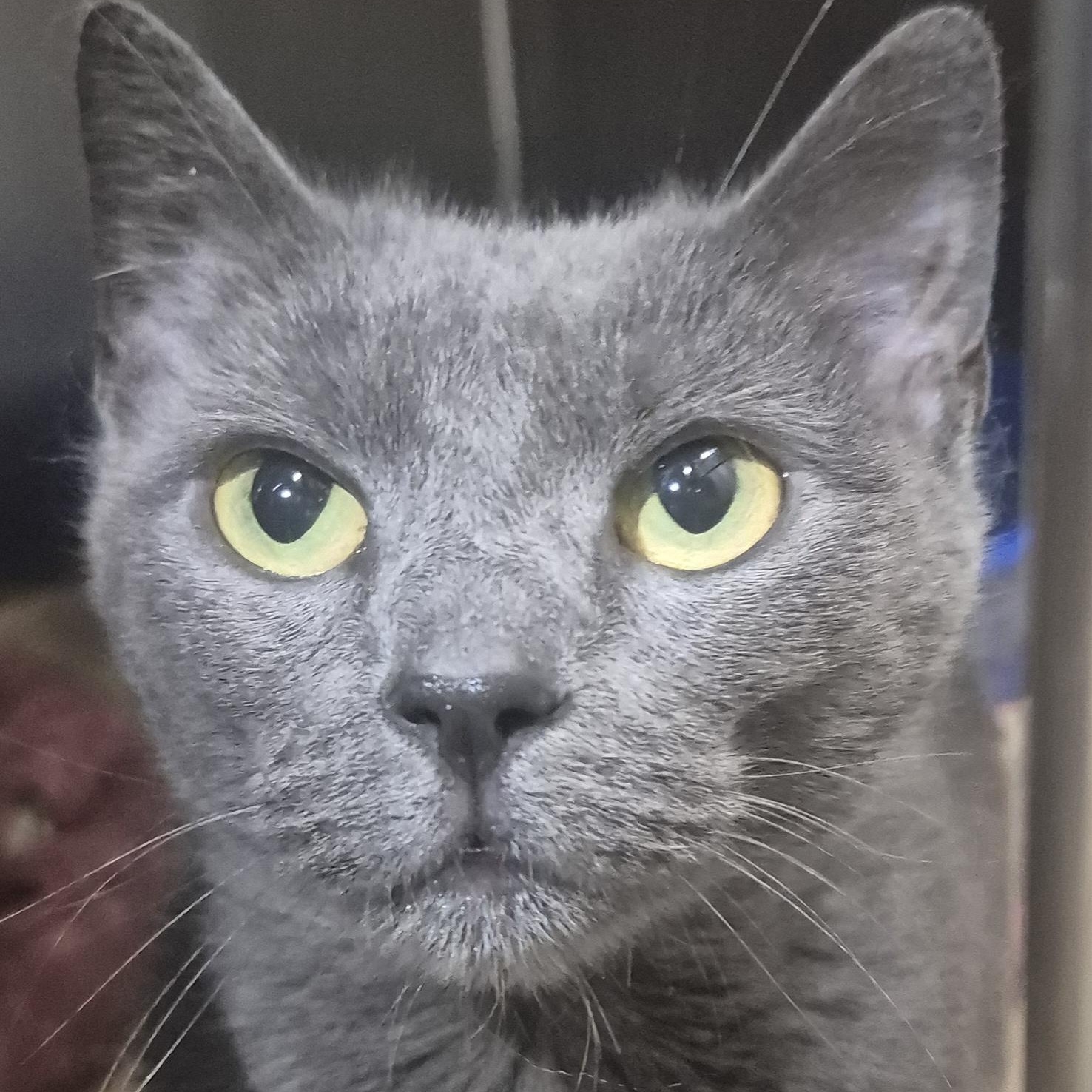 Enlarge Bitty -- MEET ME AT CRABAPPLE KNOLL VET CLINIC, a ADOPTABLE Domestic Short Hair in Alpharetta, GA image 2/6
