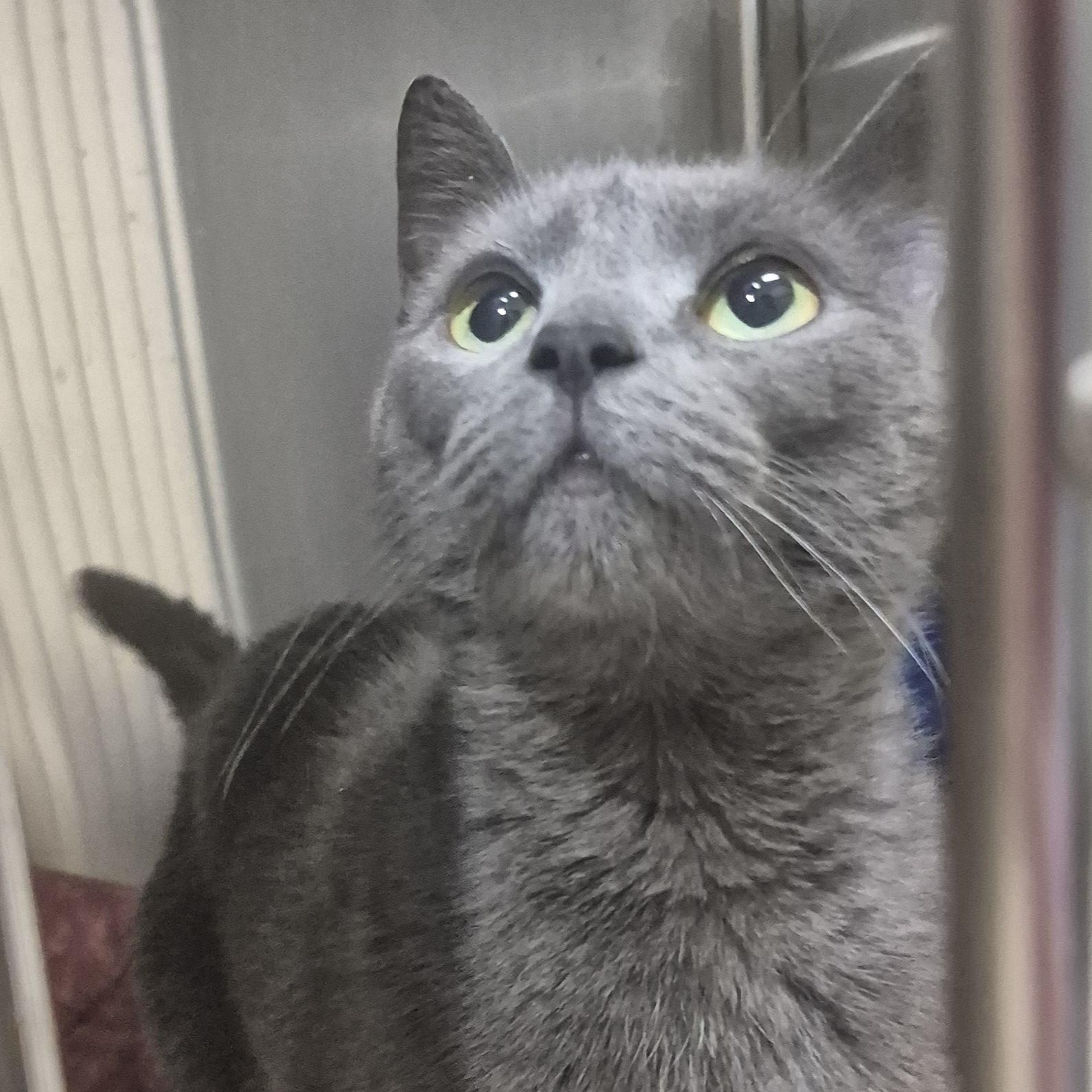 Bitty -- MEET ME AT CRABAPPLE KNOLL VET CLINIC, ADOPTABLE, Adult Female Domestic Short Hair.
