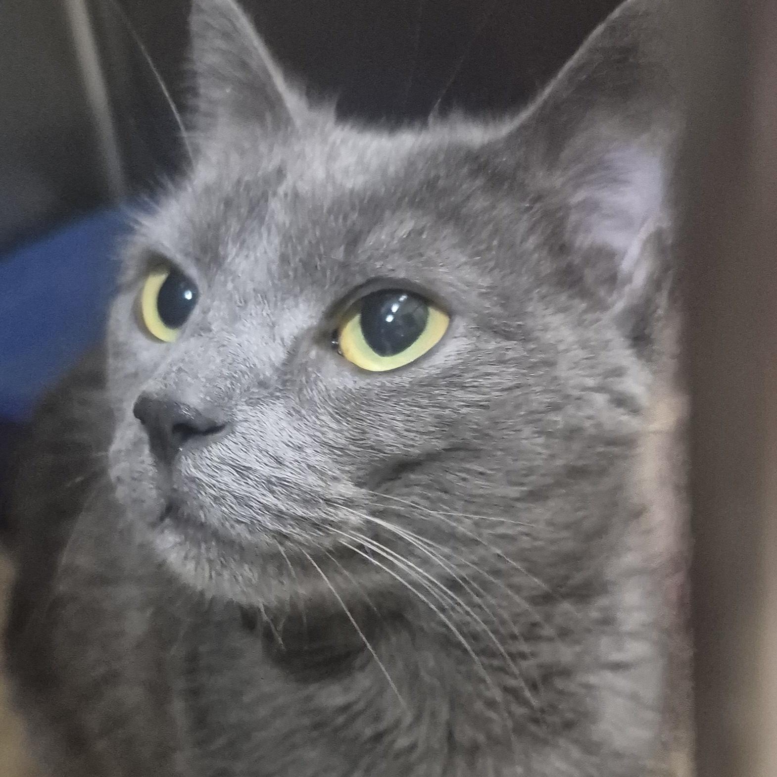 Bitty -- MEET ME AT CRABAPPLE KNOLL VET CLINIC, ADOPTABLE, Adult Female Domestic Short Hair.