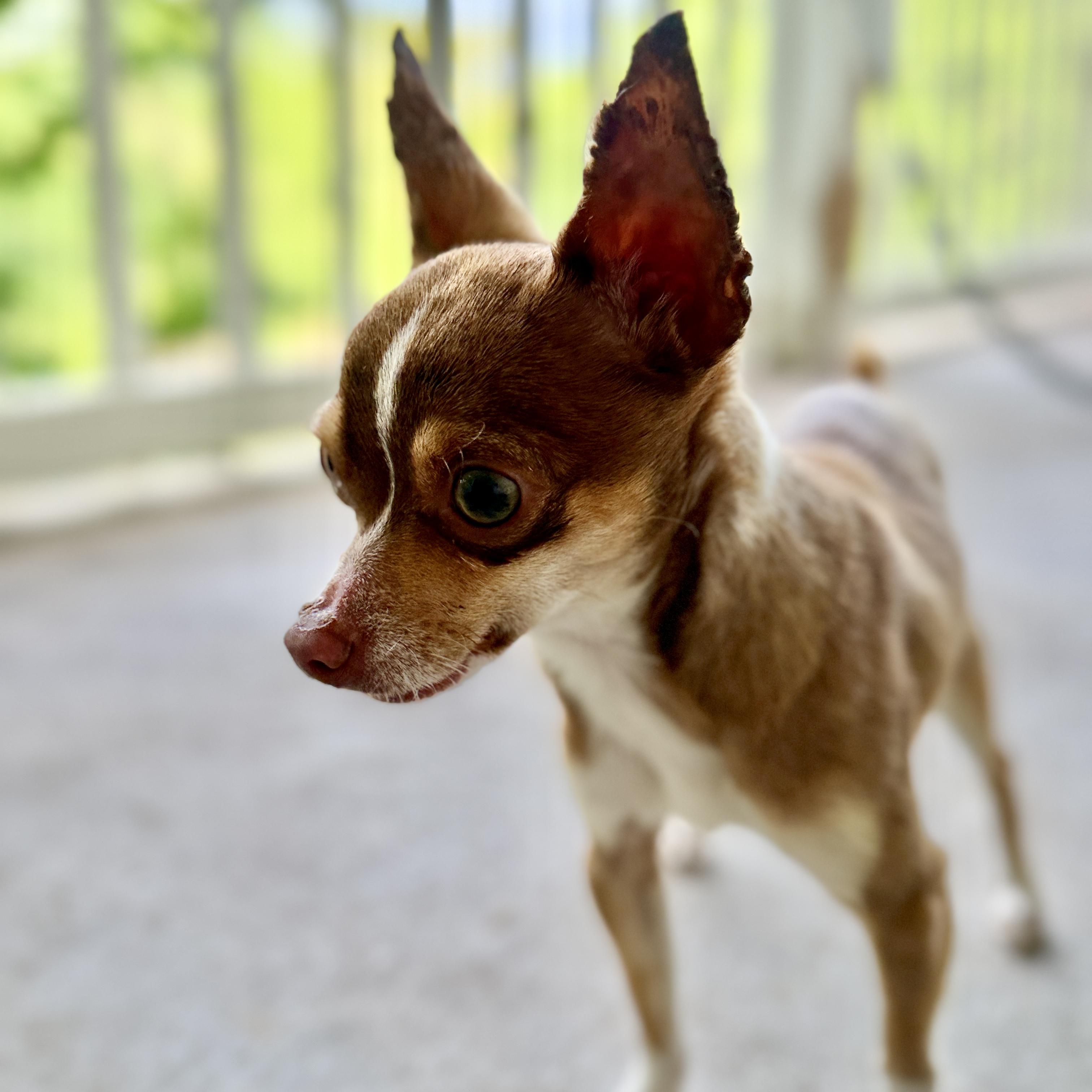 Enlarge CLARENCE ANDREW TAYLOR (CAT), an adopted Chihuahua in Hartford, CT image 5/6