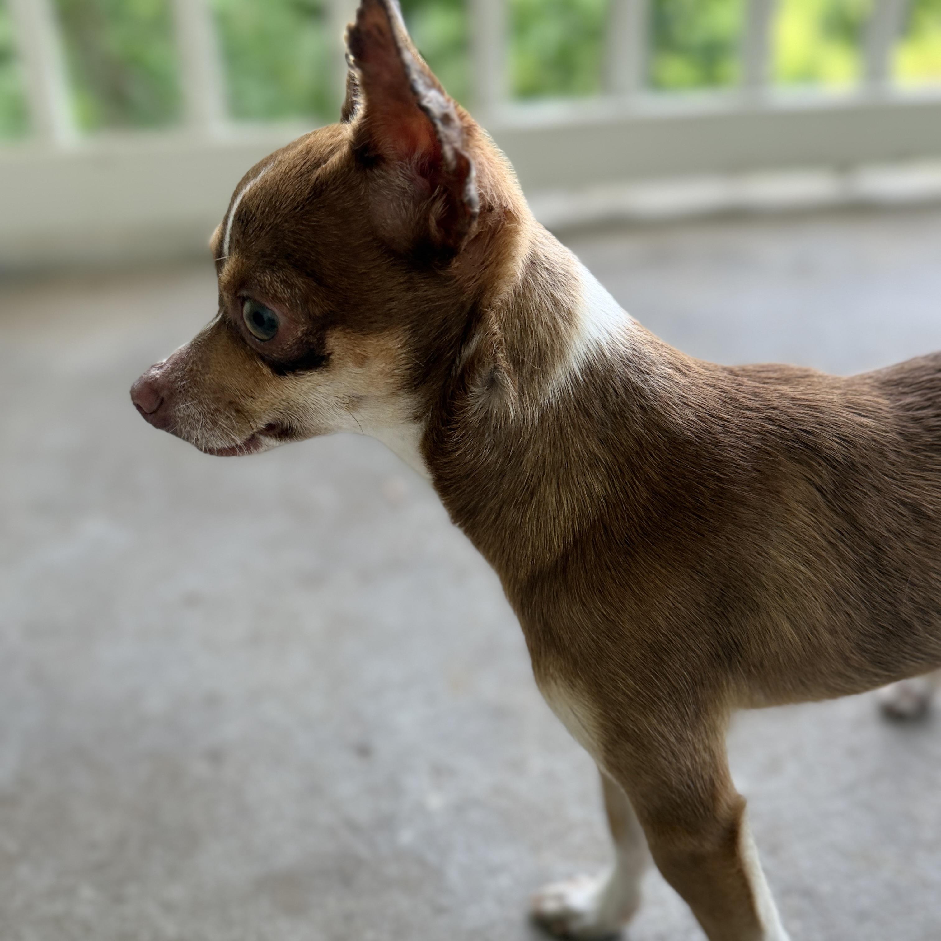Enlarge CLARENCE ANDREW TAYLOR (CAT), an adopted Chihuahua in Hartford, CT image 4/6