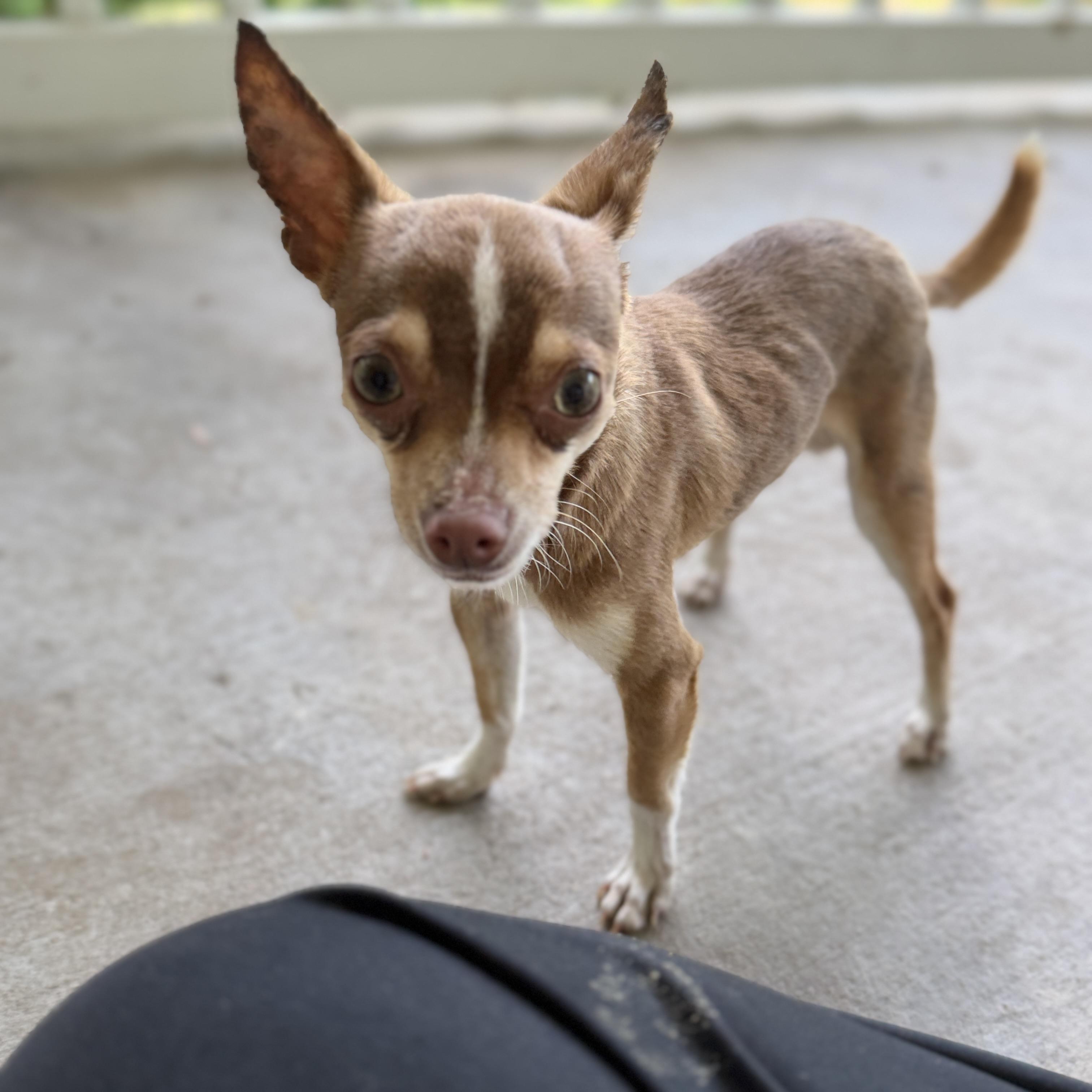 Enlarge CLARENCE ANDREW TAYLOR (CAT), an adopted Chihuahua in Hartford, CT image 1/6