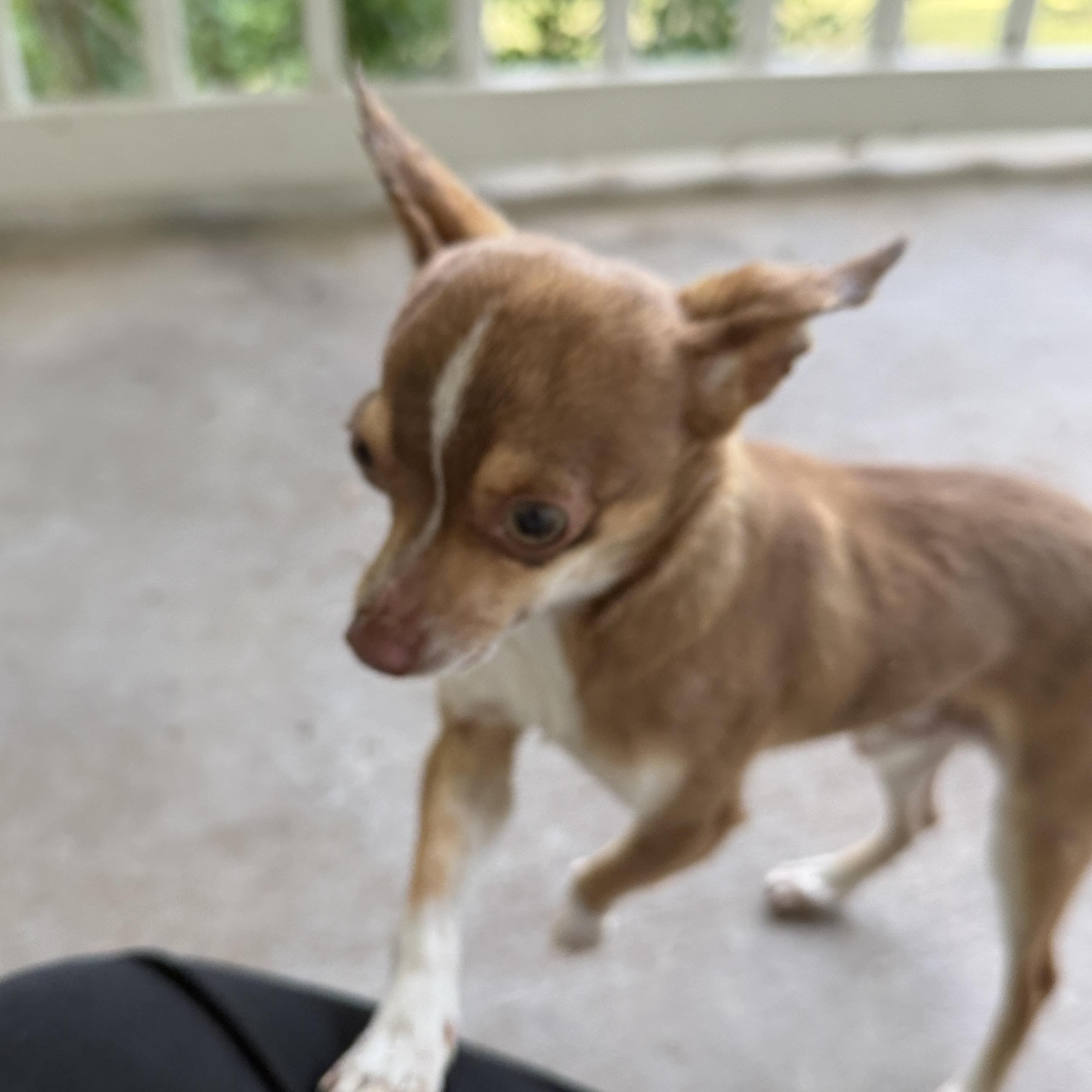 Enlarge CLARENCE ANDREW TAYLOR (CAT), an adopted Chihuahua in Hartford, CT image 2/6