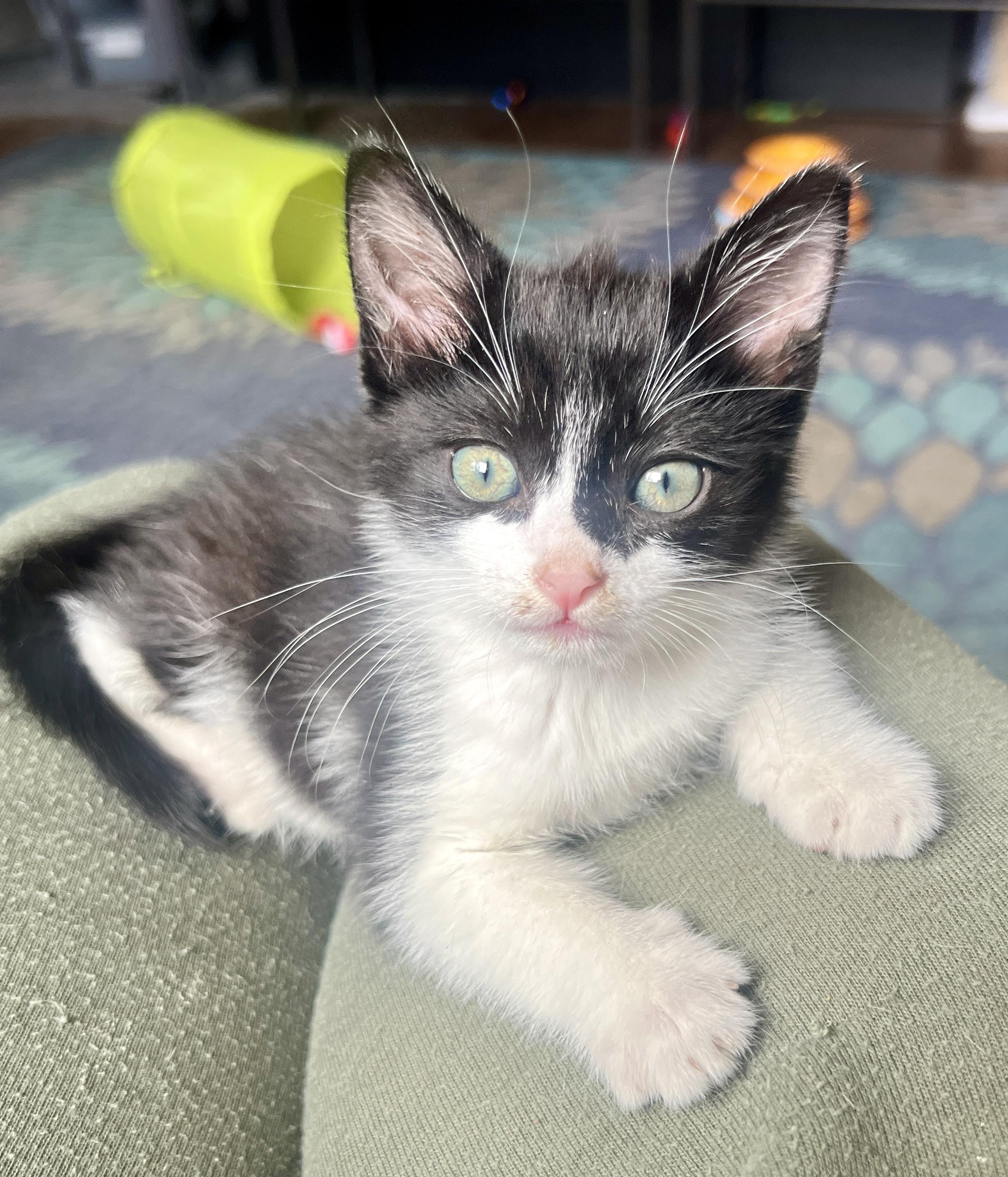Odin, a ADOPTABLE Domestic Short Hair in Sherman Oaks, CA image 3/4