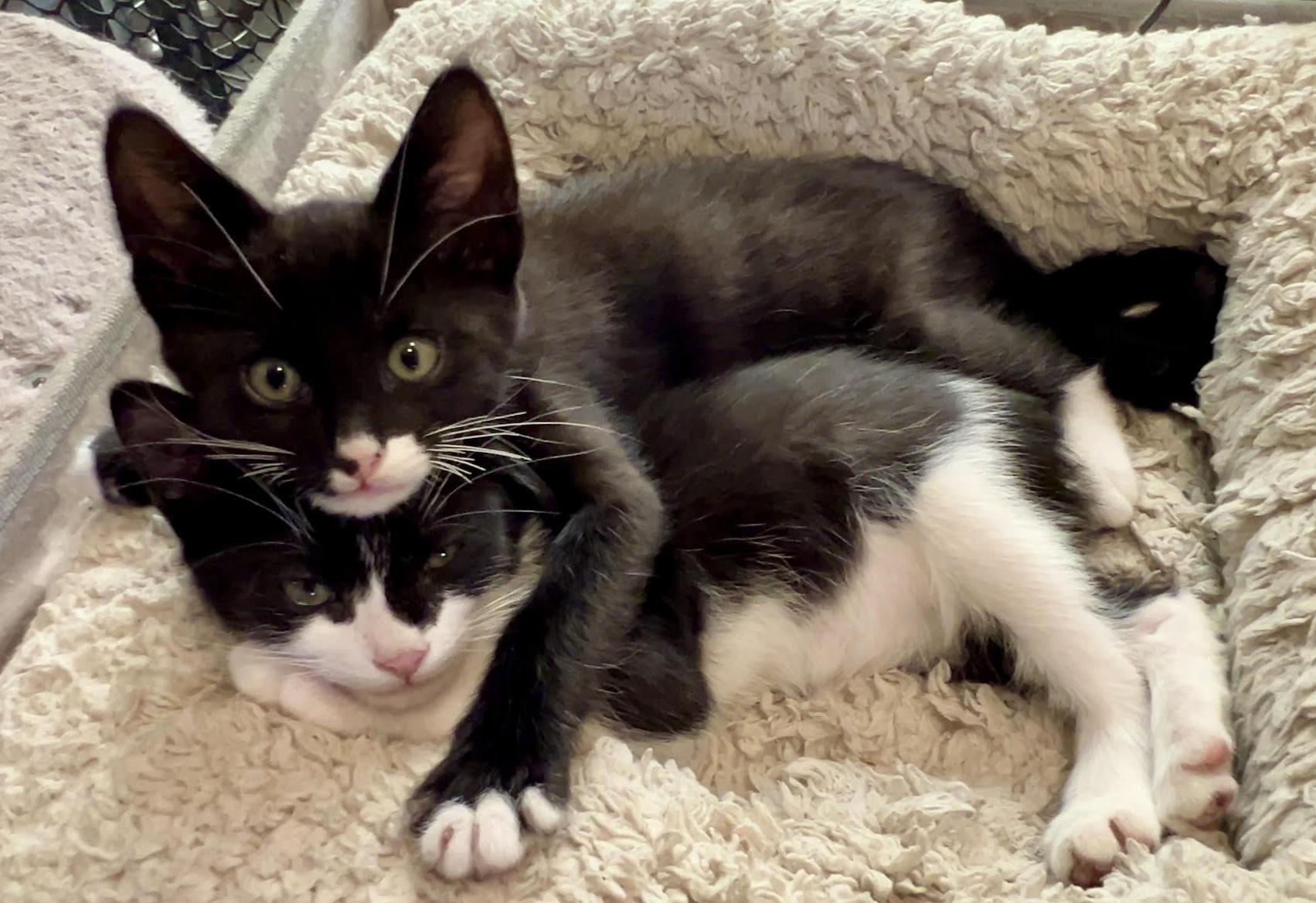Odin, a ADOPTABLE Domestic Short Hair in Sherman Oaks, CA image 1/4