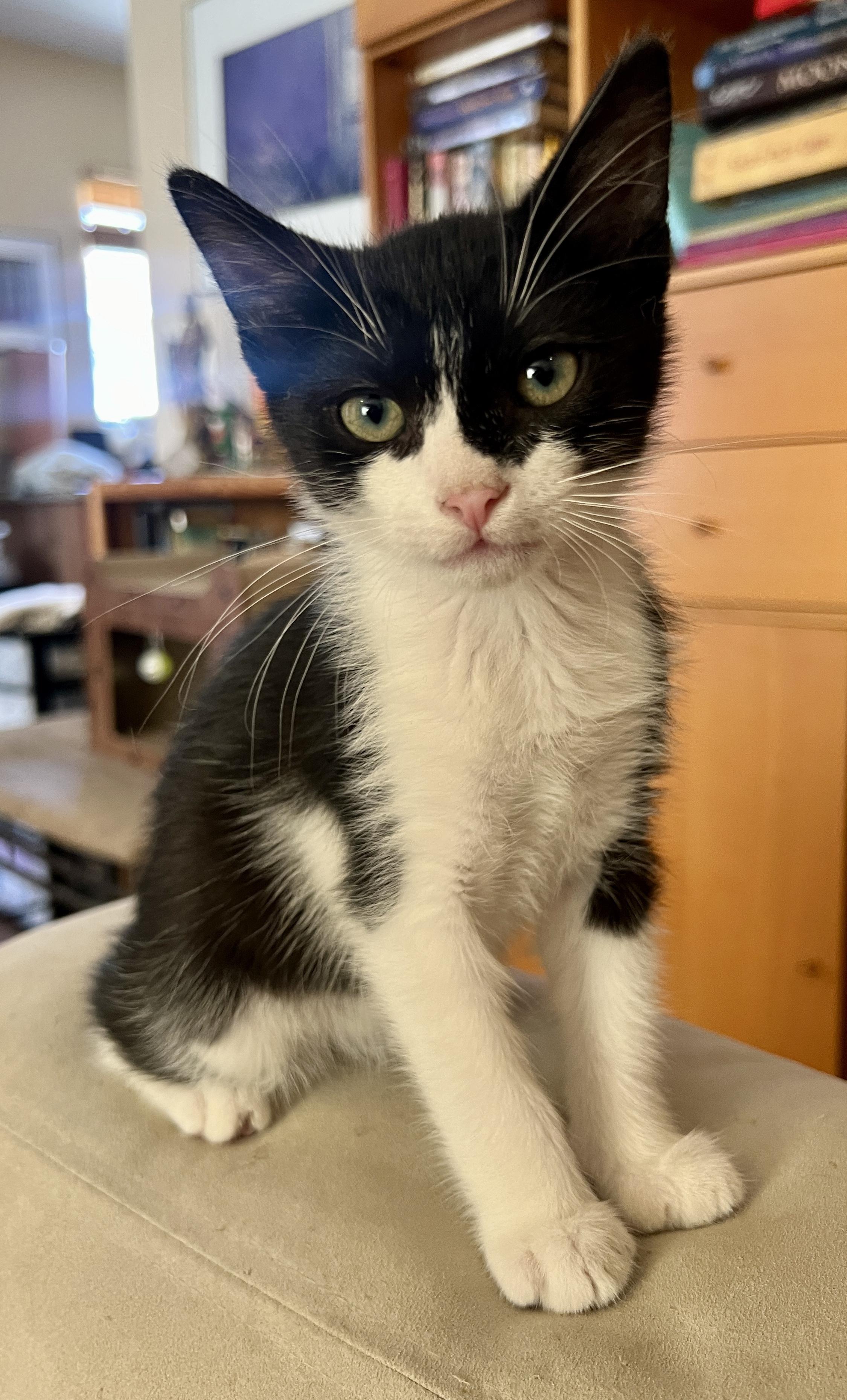 Odin, a ADOPTABLE Domestic Short Hair in Sherman Oaks, CA image 2/4