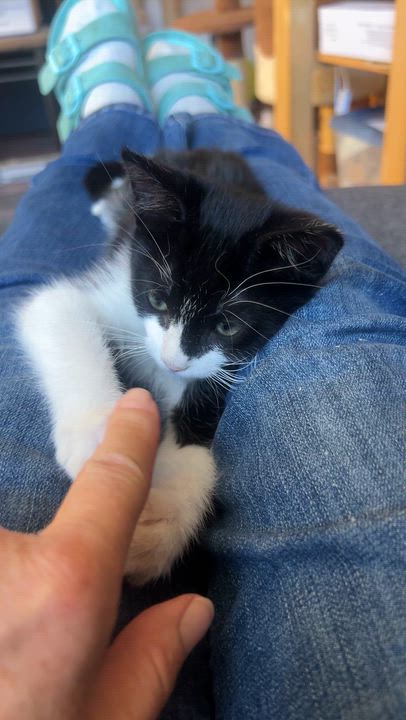 Enlarge Odin, a ADOPTABLE Domestic Short Hair in Sherman Oaks, CA video 4/4