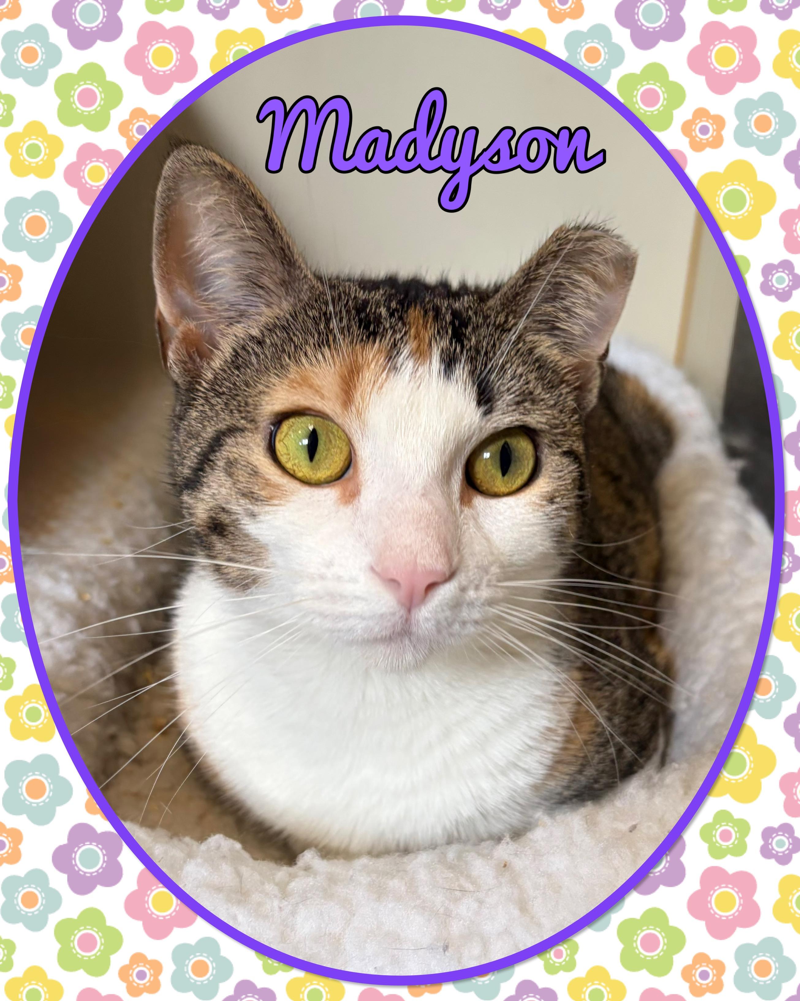 Madyson, ADOPTABLE, Young Female Domestic Short Hair.