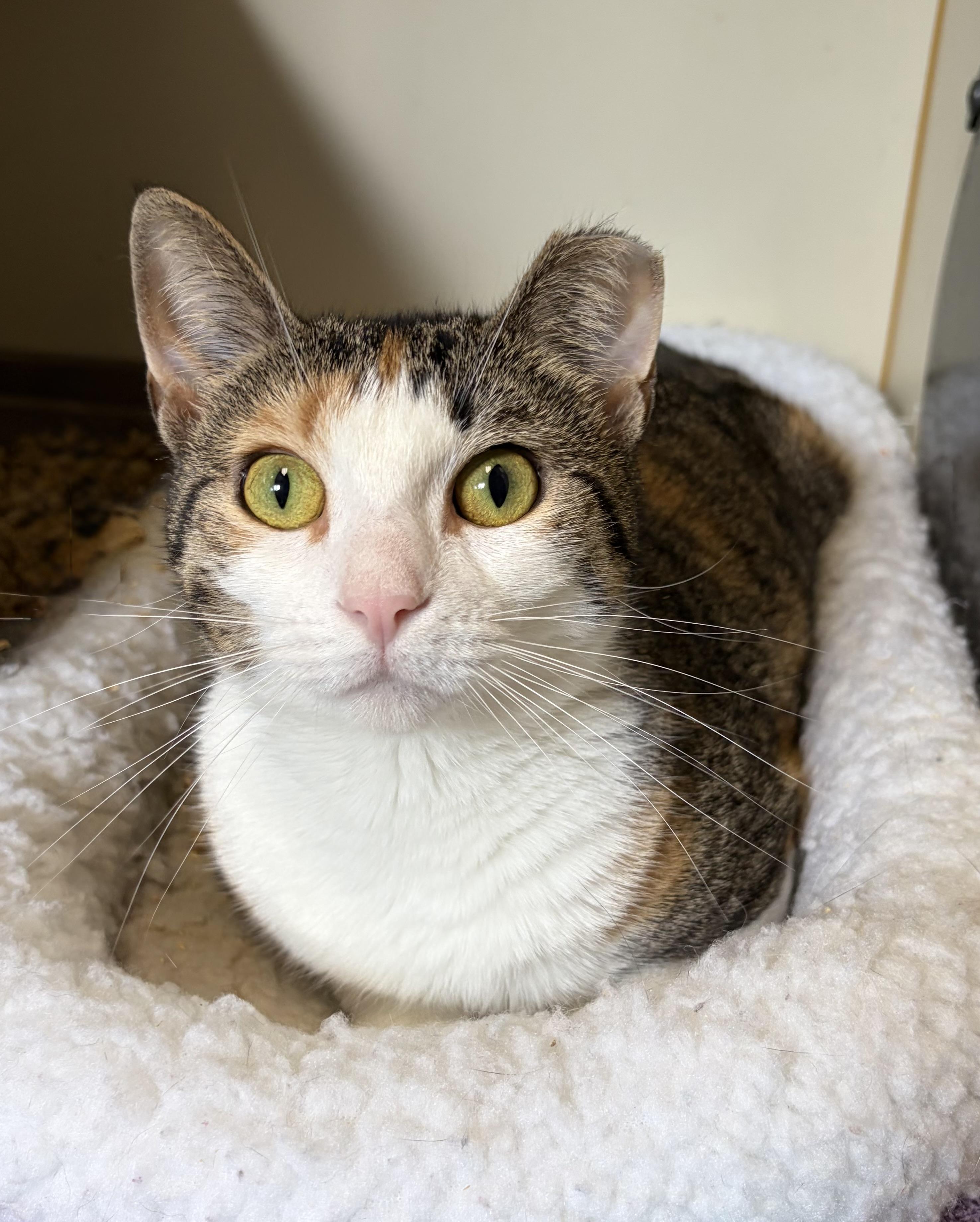 Madyson, a ADOPTABLE Domestic Short Hair in Somerset, NJ image 3/3