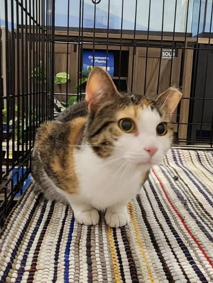 Madyson, a ADOPTABLE Domestic Short Hair in Somerset, NJ image 2/3