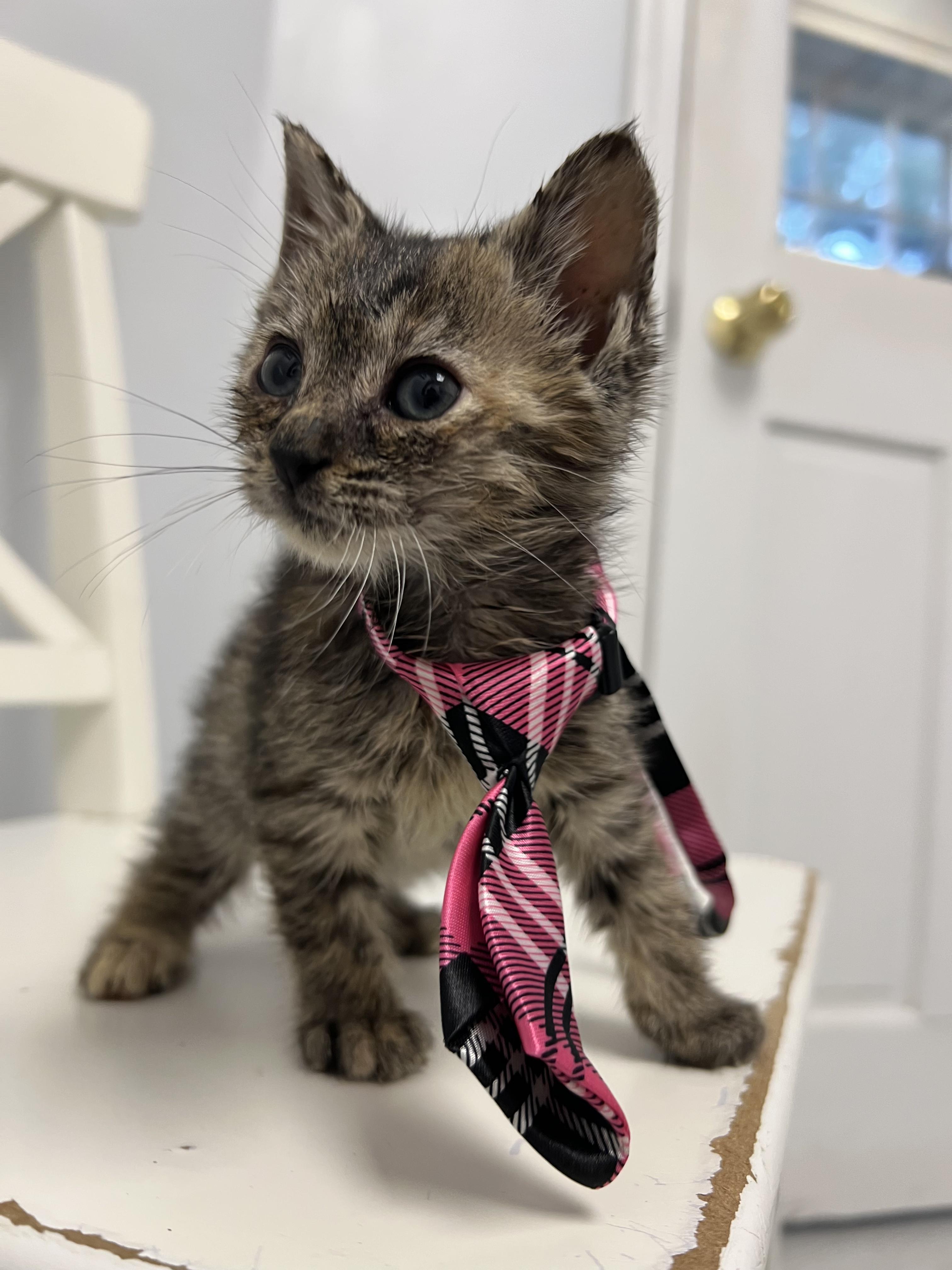 Enlarge Maple, a Adoptable Domestic Short Hair in Gaithersburg, MD image 2/3