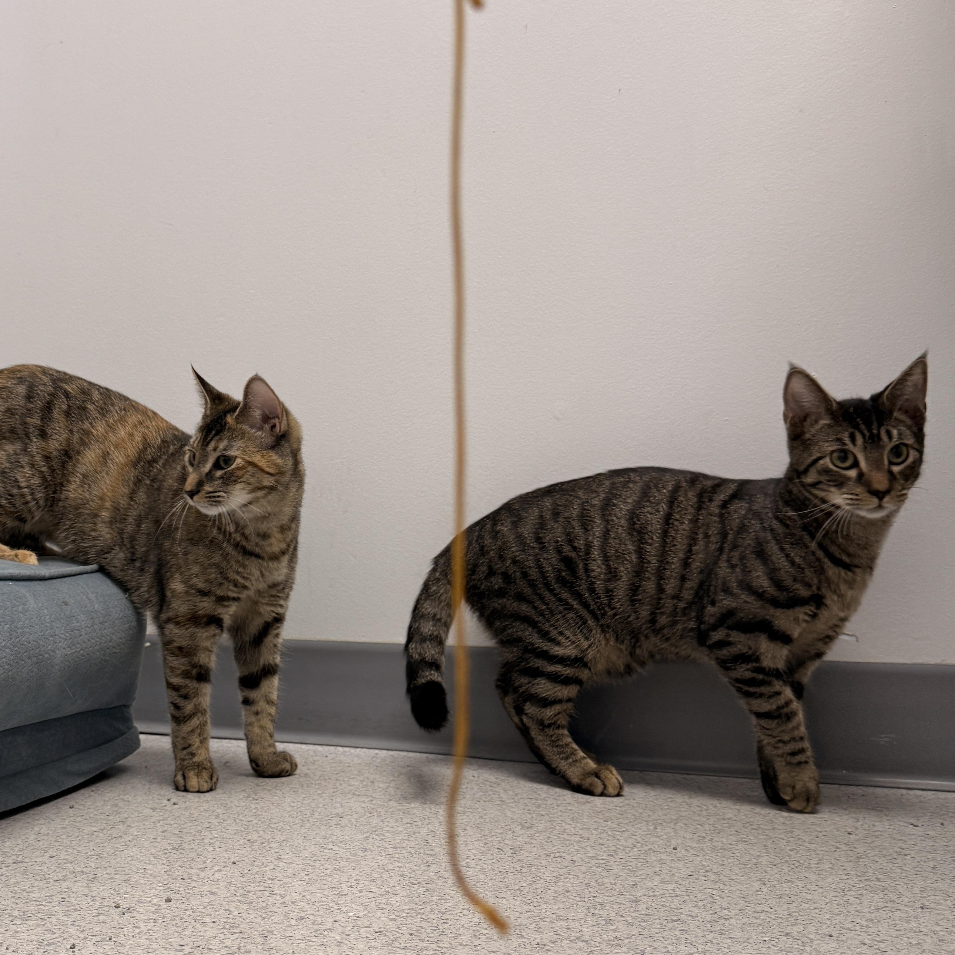 Enlarge Maple, a Adoptable Domestic Short Hair in Gaithersburg, MD image 1/4