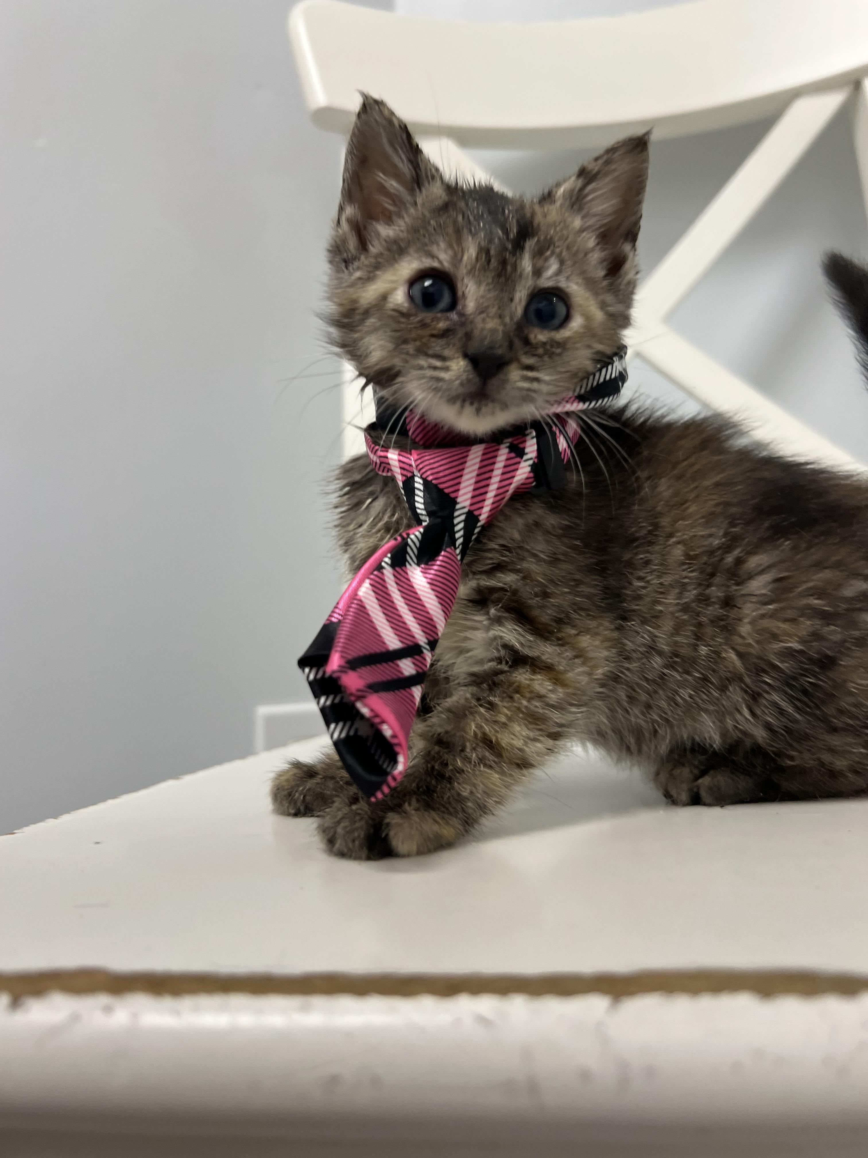 Enlarge Maple, a Adoptable Domestic Short Hair in Gaithersburg, MD image 3/3