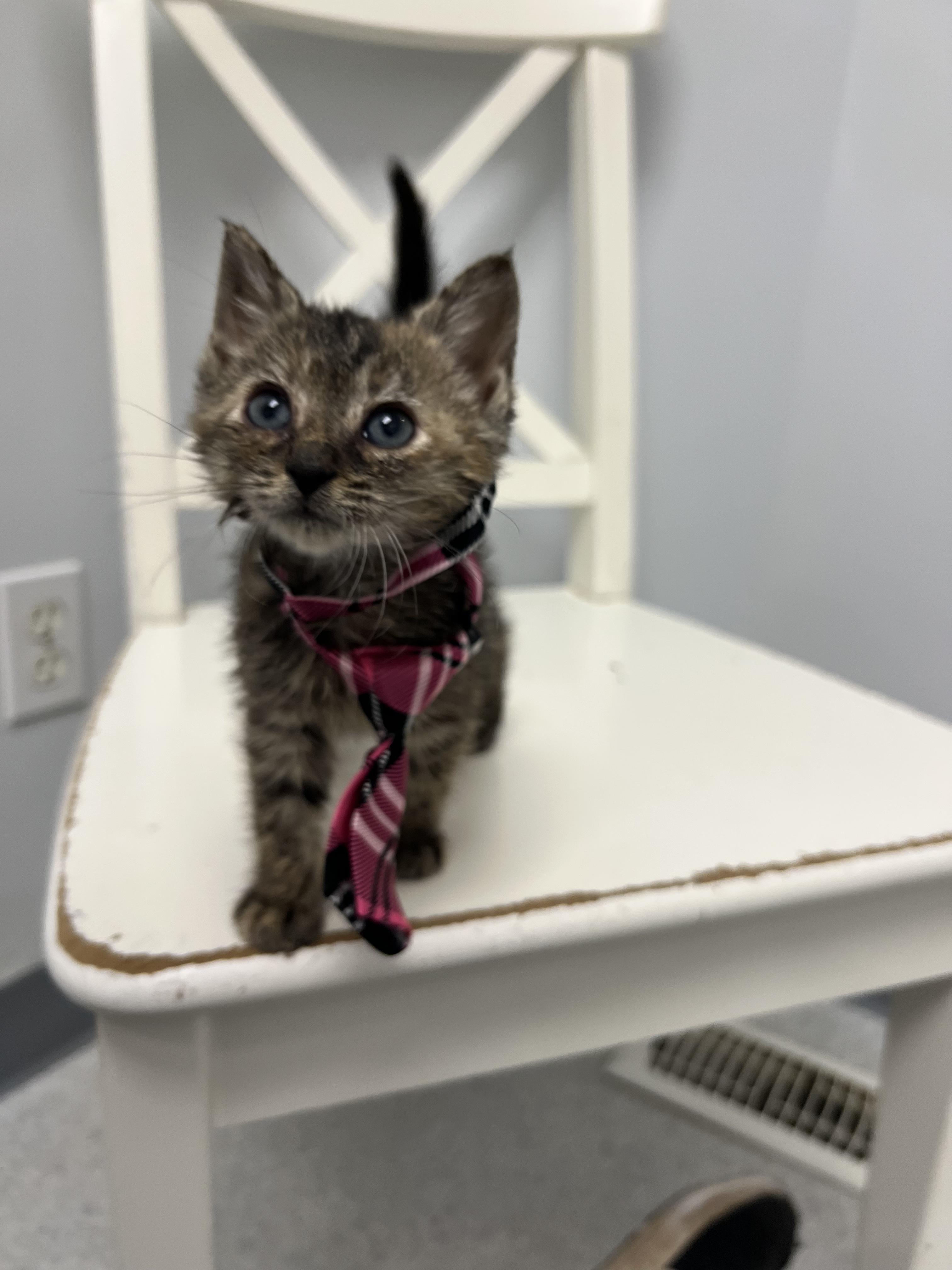 Maple, Adoptable, Young Female Domestic Short Hair.