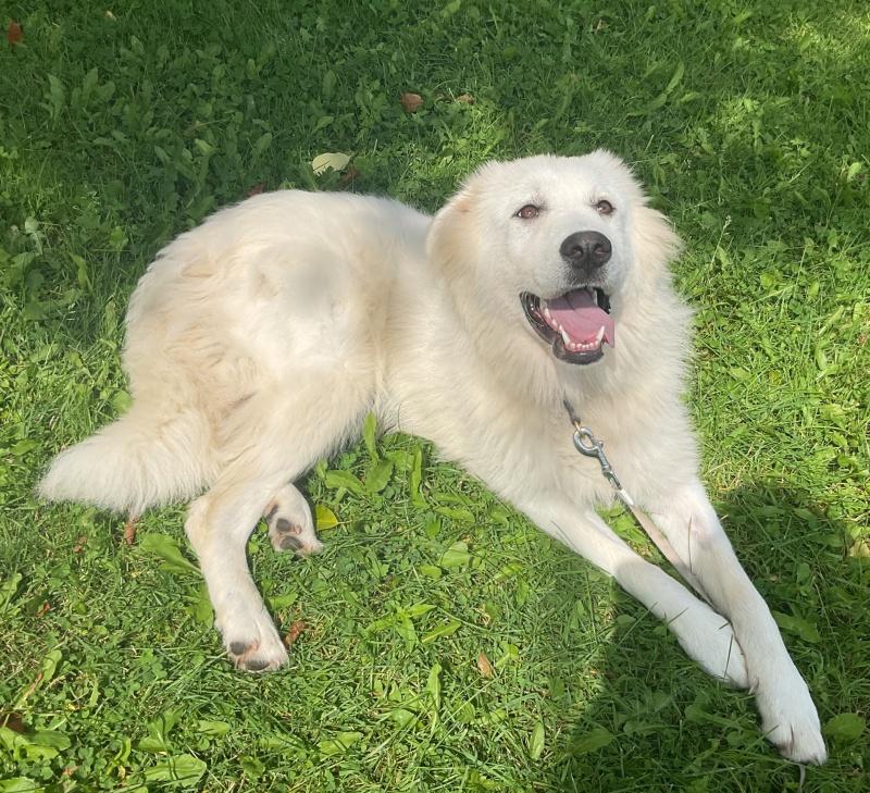 Enlarge Lyla, a Adoptable mixed breed in Bancroft, ON image 1/4