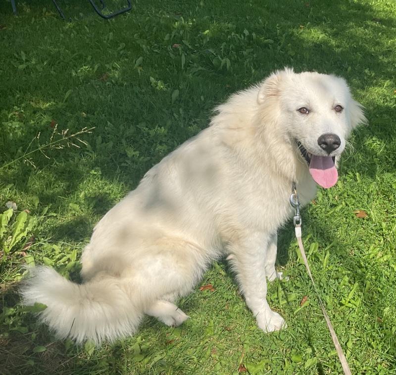 Enlarge Lyla, a Adoptable mixed breed in Bancroft, ON image 3/4