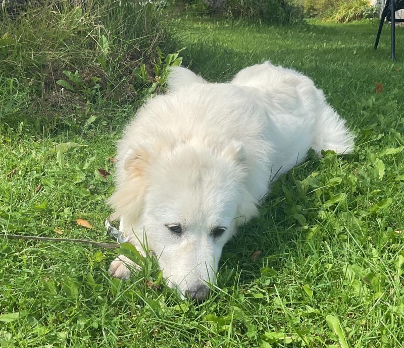 Enlarge Lyla, a Adoptable mixed breed in Bancroft, ON image 2/4