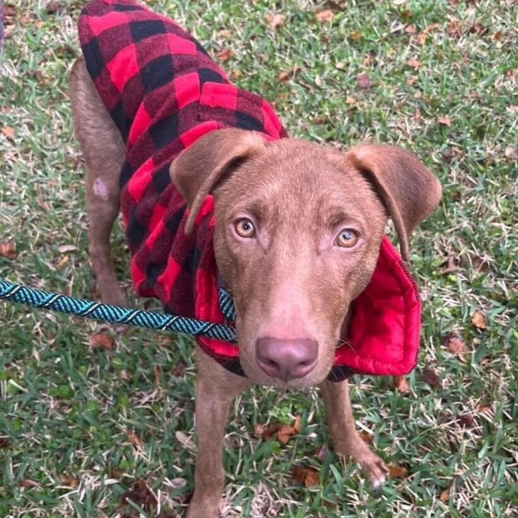 Enlarge Buble, a Adoptable mixed breed in Lutz, FL image 1/6