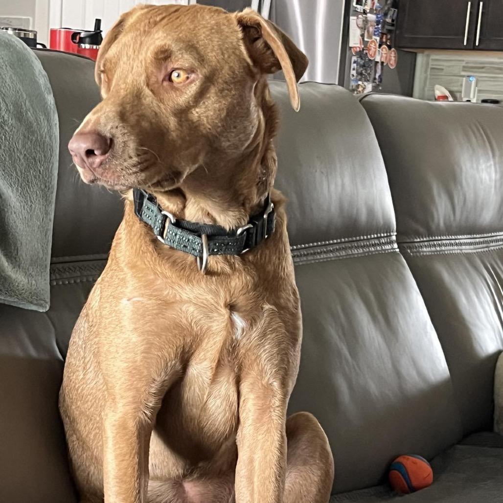 Enlarge Buble, a Adoptable mixed breed in Lutz, FL image 2/6