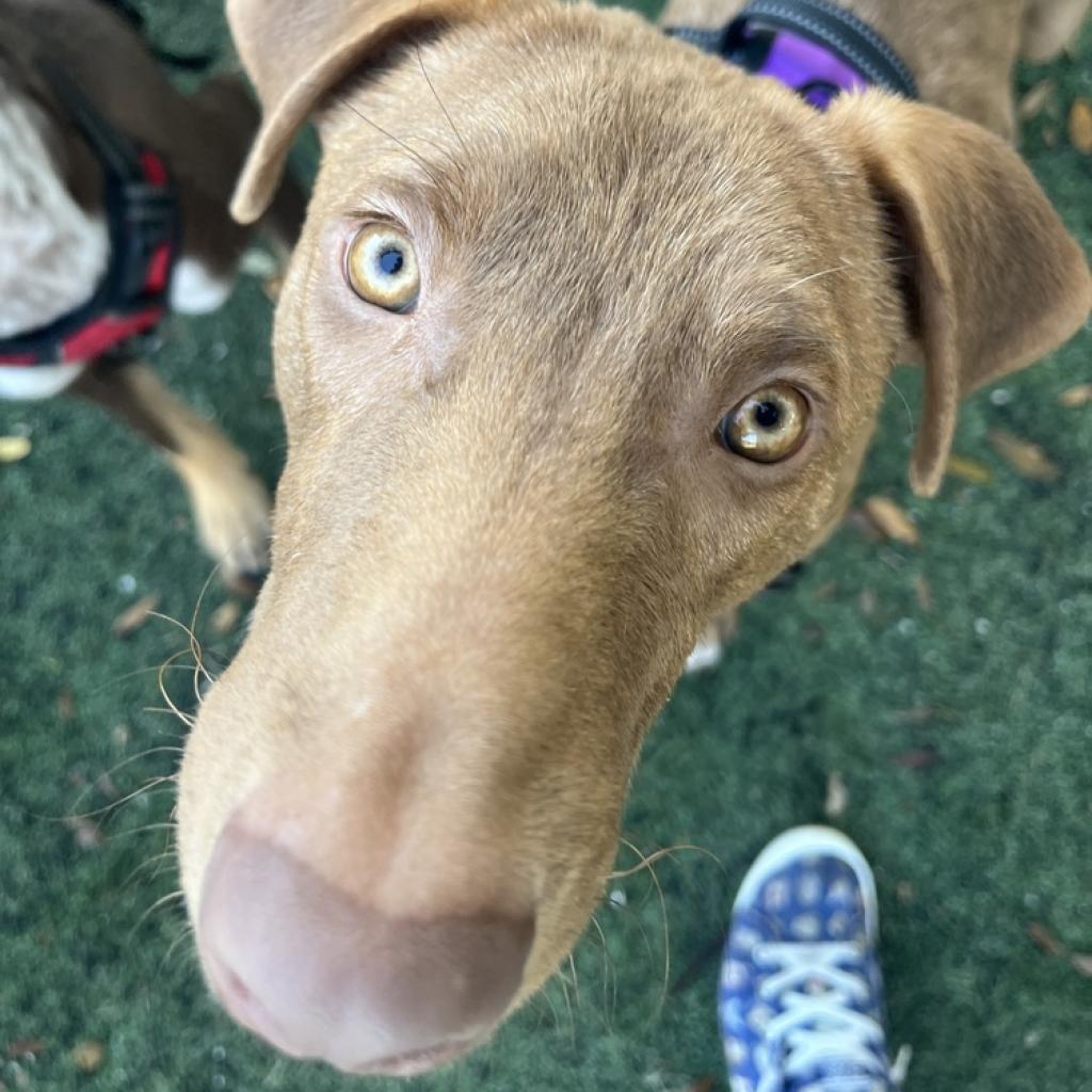 Enlarge Buble, a Adoptable mixed breed in Lutz, FL image 3/6