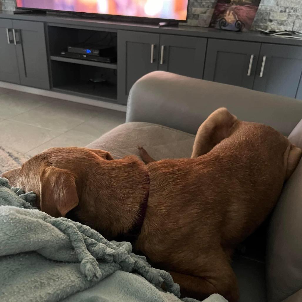 Enlarge Buble, a Adoptable mixed breed in Lutz, FL image 4/6