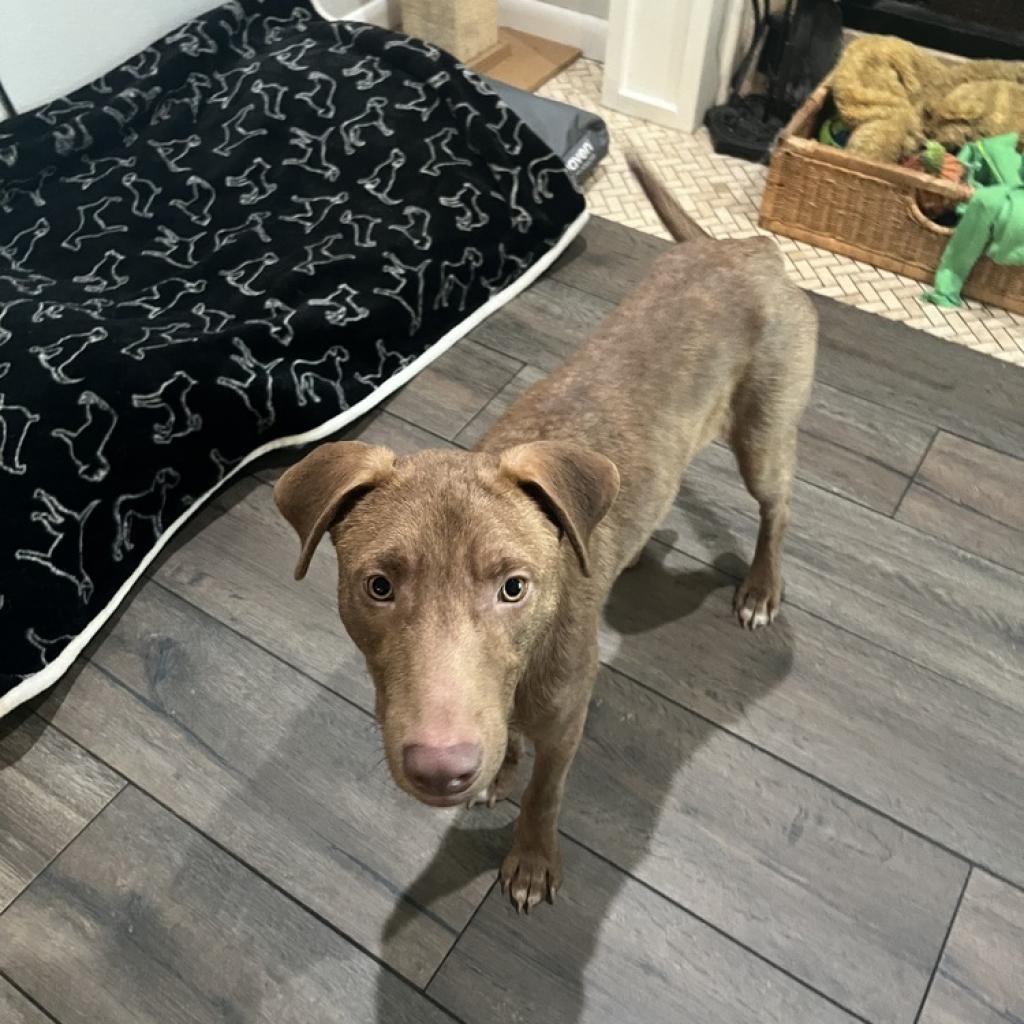 Enlarge Buble, a Adoptable mixed breed in Lutz, FL image 5/6