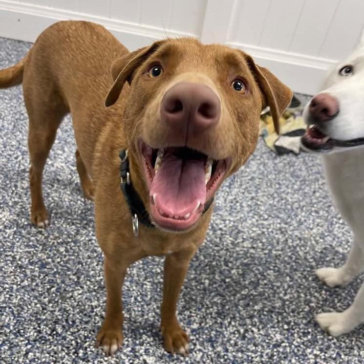 Enlarge Buble, a Adoptable mixed breed in Lutz, FL image 5/6