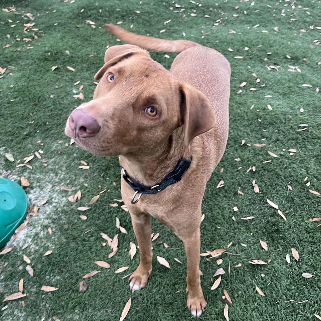 Enlarge Buble, a Adoptable mixed breed in Lutz, FL image 6/6