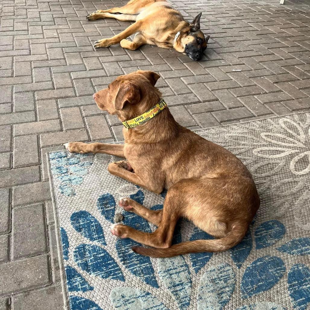 Enlarge Buble, a Adoptable mixed breed in Lutz, FL image 6/6