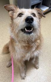 Banjo, an adoptable Mixed Breed in Hamilton, MT, 59840 | Photo Image 5