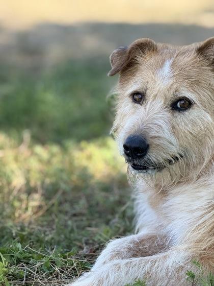 Banjo, an adoptable Mixed Breed in Hamilton, MT, 59840 | Photo Image 1