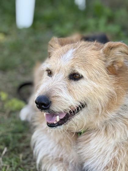 Banjo, an adoptable Mixed Breed in Hamilton, MT, 59840 | Photo Image 2