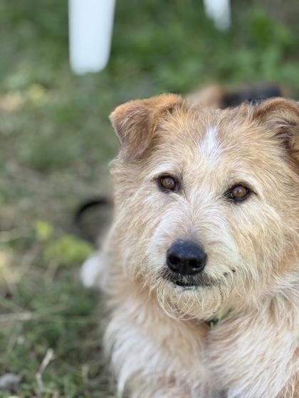 Banjo, an adoptable Mixed Breed in Hamilton, MT, 59840 | Photo Image 3