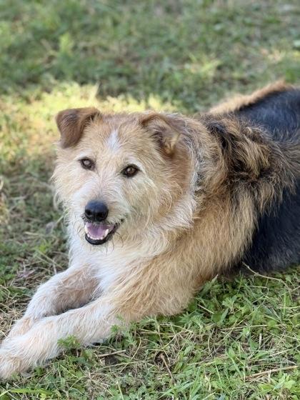 Banjo, an adoptable Mixed Breed in Hamilton, MT, 59840 | Photo Image 4