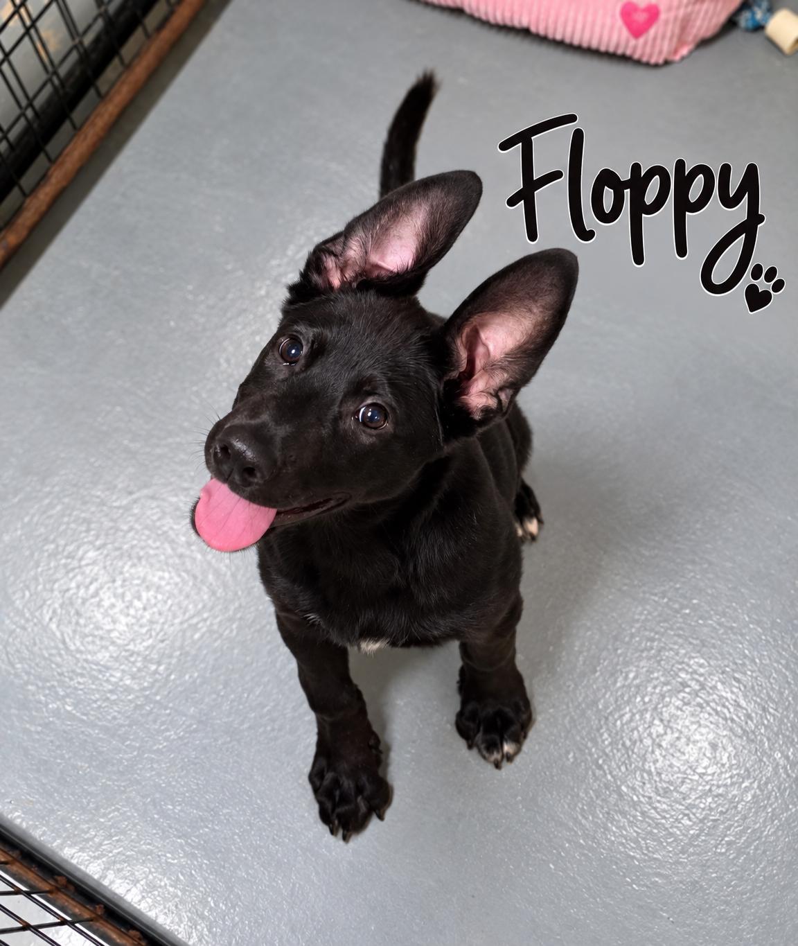 Enlarge Floppy, a Adopted mixed breed in Momence, IL image 1/1