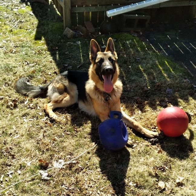 Enlarge Rocco, a Adoptable German Shepherd Dog in Manchester, CT image 1/6