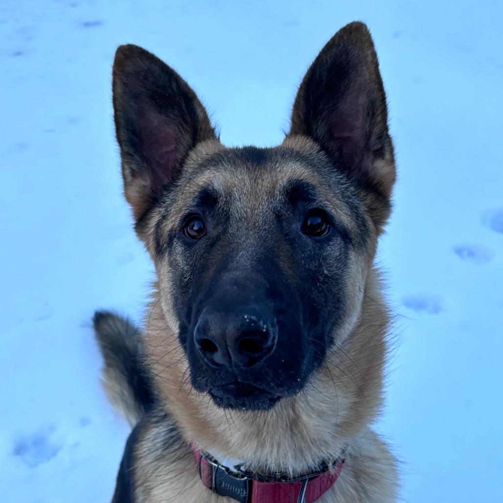 Enlarge Rocco, a Adoptable German Shepherd Dog in Manchester, CT image 4/6