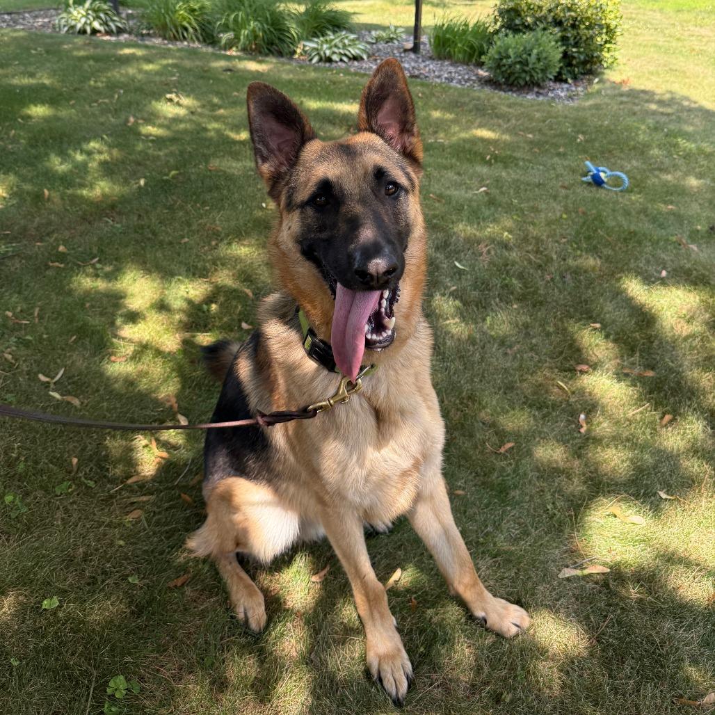 Enlarge Rocco, a Adoptable German Shepherd Dog in Manchester, CT image 6/6