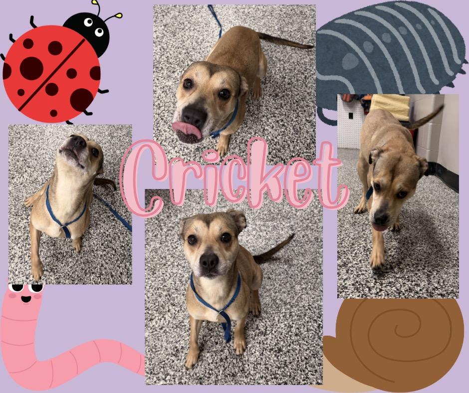 Cricket, Adoptable, Adult Female Hound.