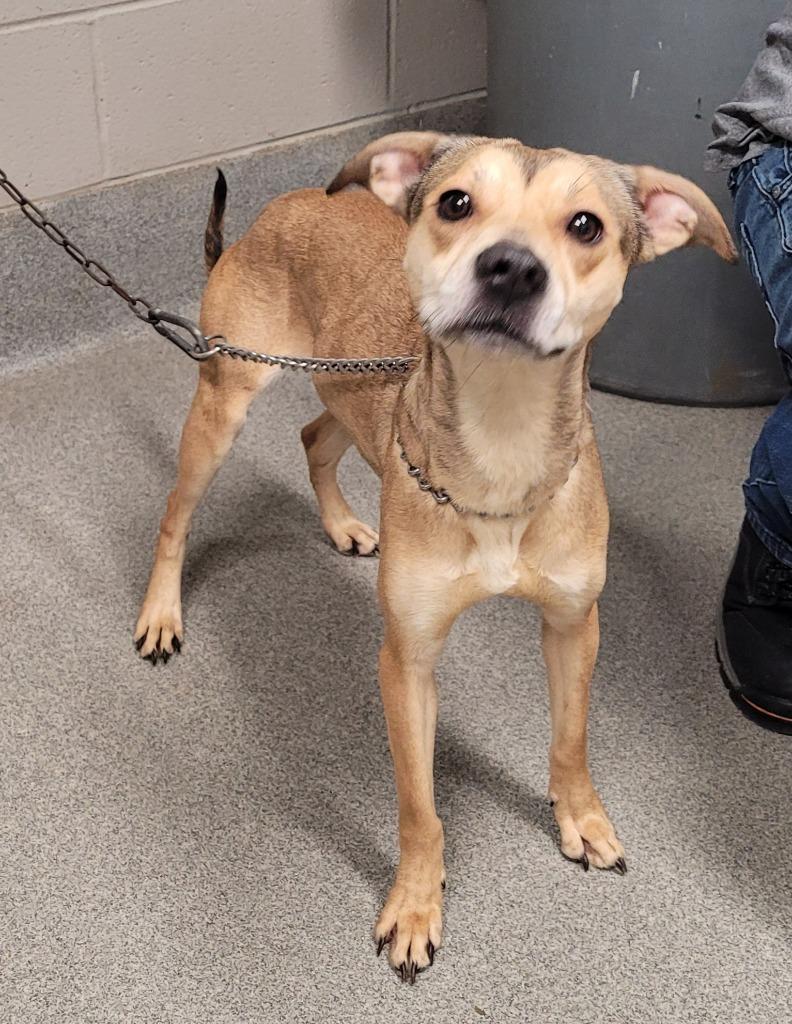 Cricket, a Adoptable mixed breed in Hopkinsville, KY image 2/2