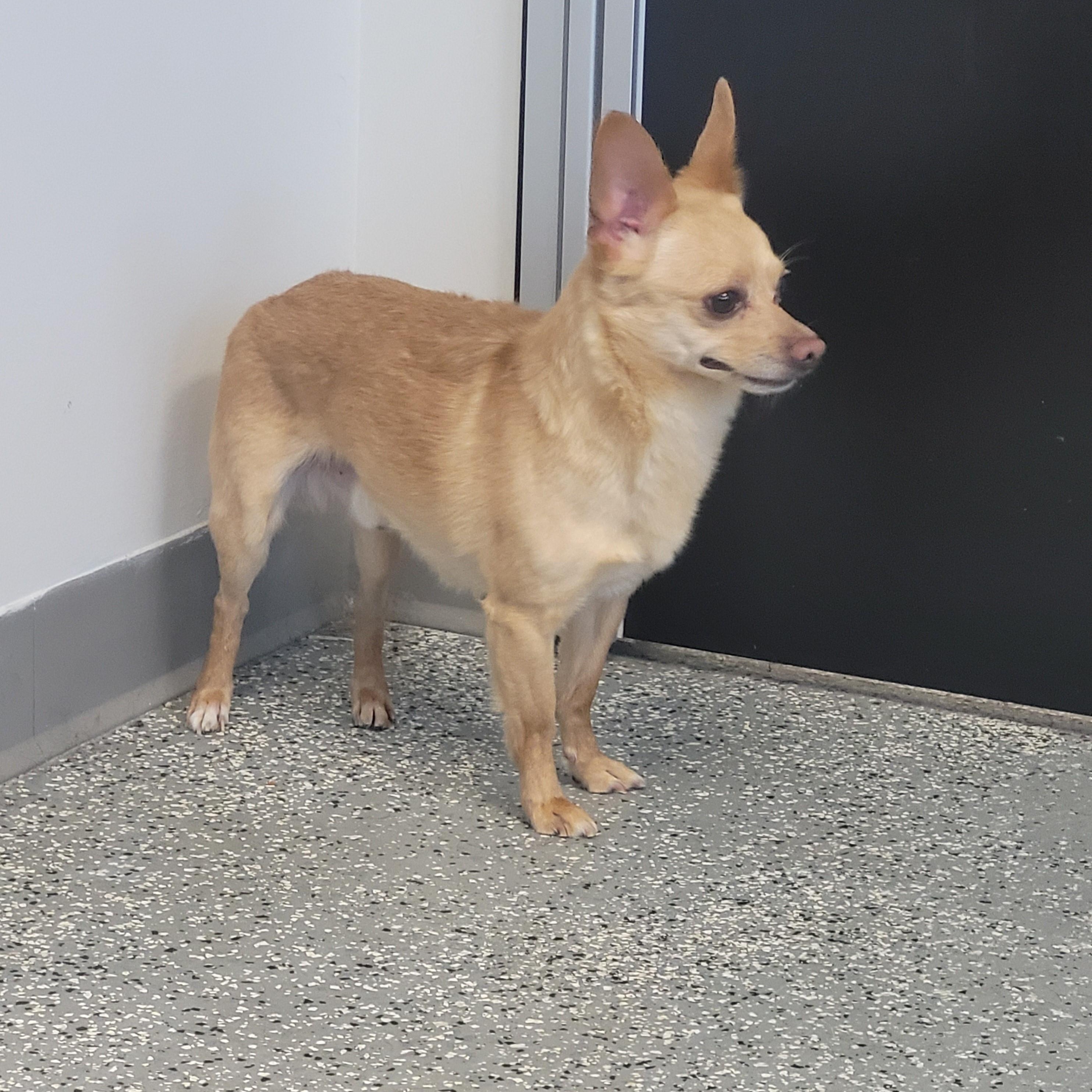Skippy, Adopted, Adult Male Chihuahua.
