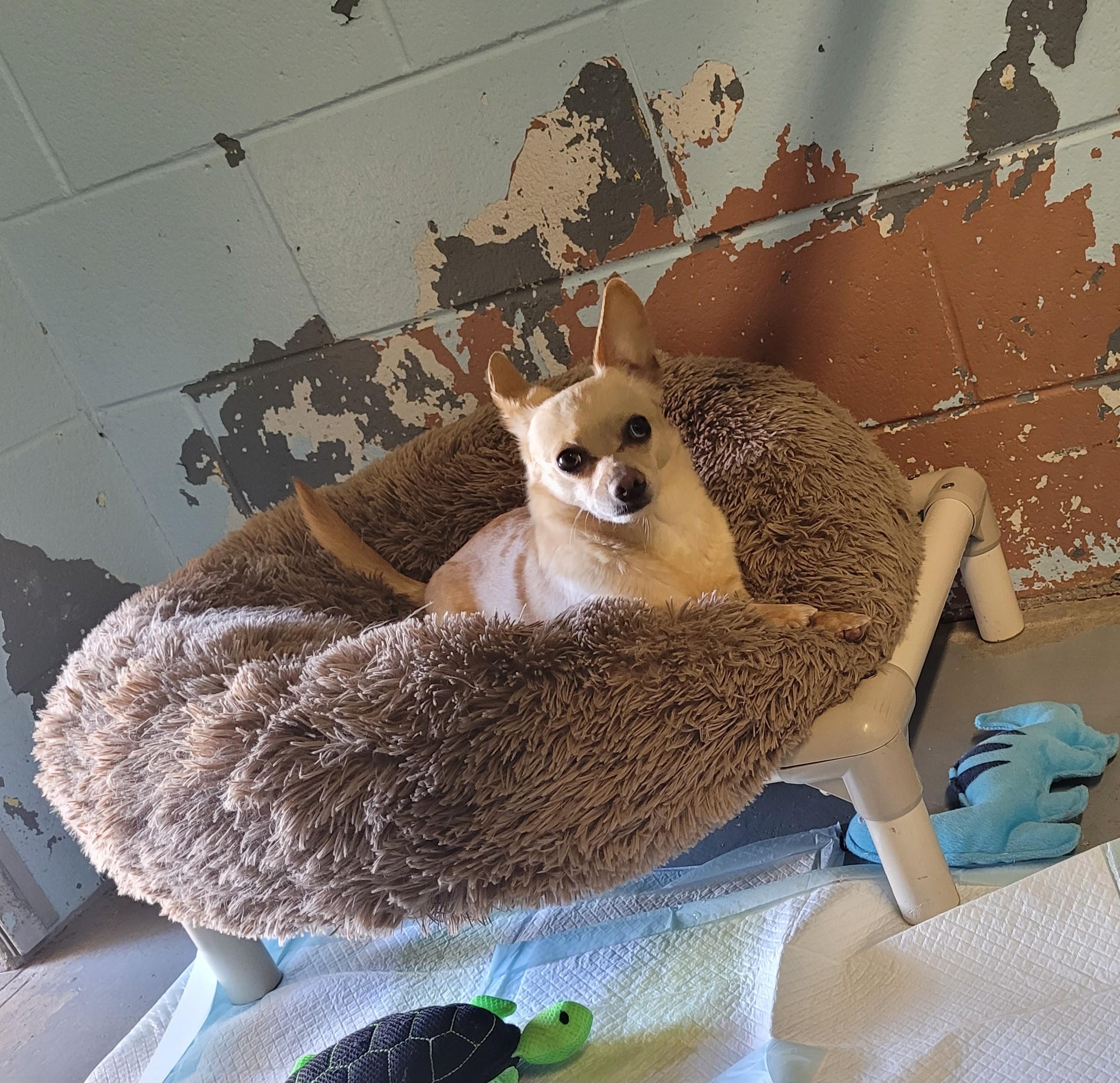 Skippy, a Adopted mixed breed in North Attleboro, MA image 2/6